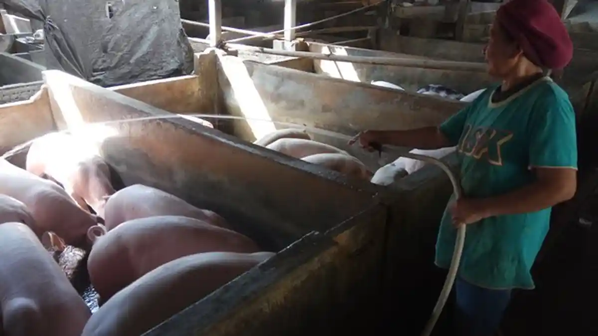 Kiat Sulawesi Utara Cegah Virus ASF: Larang Daging Babi dari Luar dan Siapkan Lahan Pembantaian
