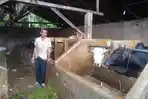 Peternak-yang-ada-di-Desa-Dalu-X-B-senang-melihat-ternak-sapinya-masih-dalam-keadaan-sehat.jpg