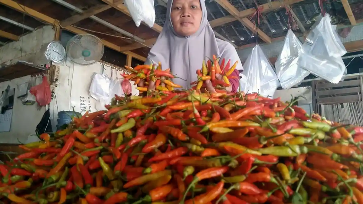 UPDATE Harga Cabai di Kota Semarang, Mayoritas Turun Rp 15 Ribu, Dua Hari Sempat Meroket