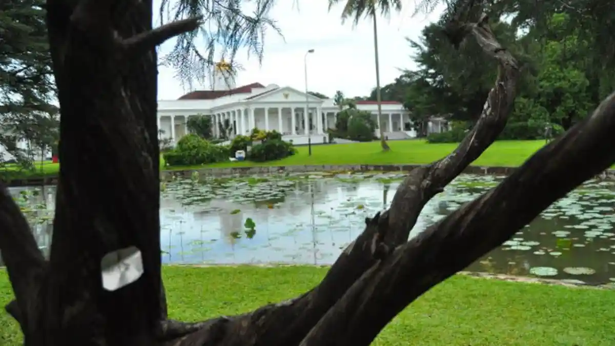 Pohon di Sebrang Istana Bogor Ini Punya Bentuk Unik, Batangnya Memutar dari Bawah hingga Ranting