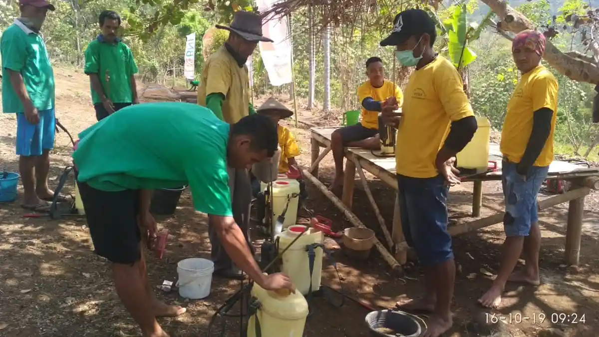 Hama Tikus Serang Tanaman Padi di Soa