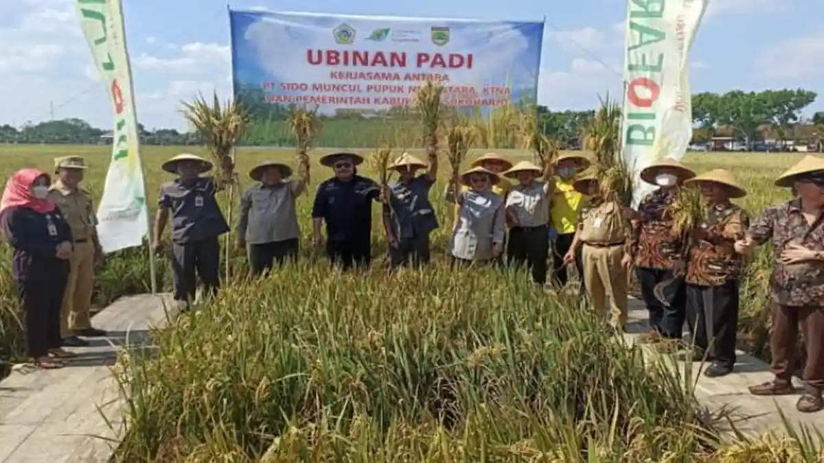 Pupuk Organik SMPN, Dari Limbah Jamu Mampu Tingkatkan Hasil Panen Padi