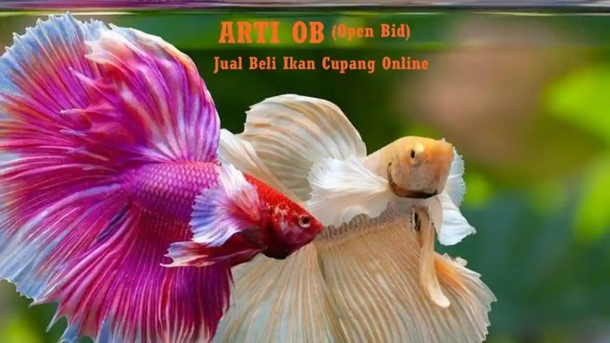 Arti OB Dalam Jual Beli Ikan Cupang Online, Istilah Lainnya Seputar Dunia Ikan Cupang