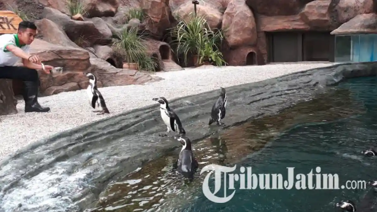 11 Penguin Humboldt dari Zooparc De Beauval Prancis Siap Sapa Pengunjung Eco Green Park Batu