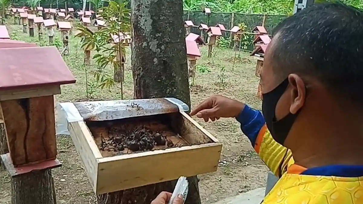 Bagus untuk Imunitas Saat Pandemi, Madu Teuweul Banjir Orderan, Kewalahan Layani Permintaan