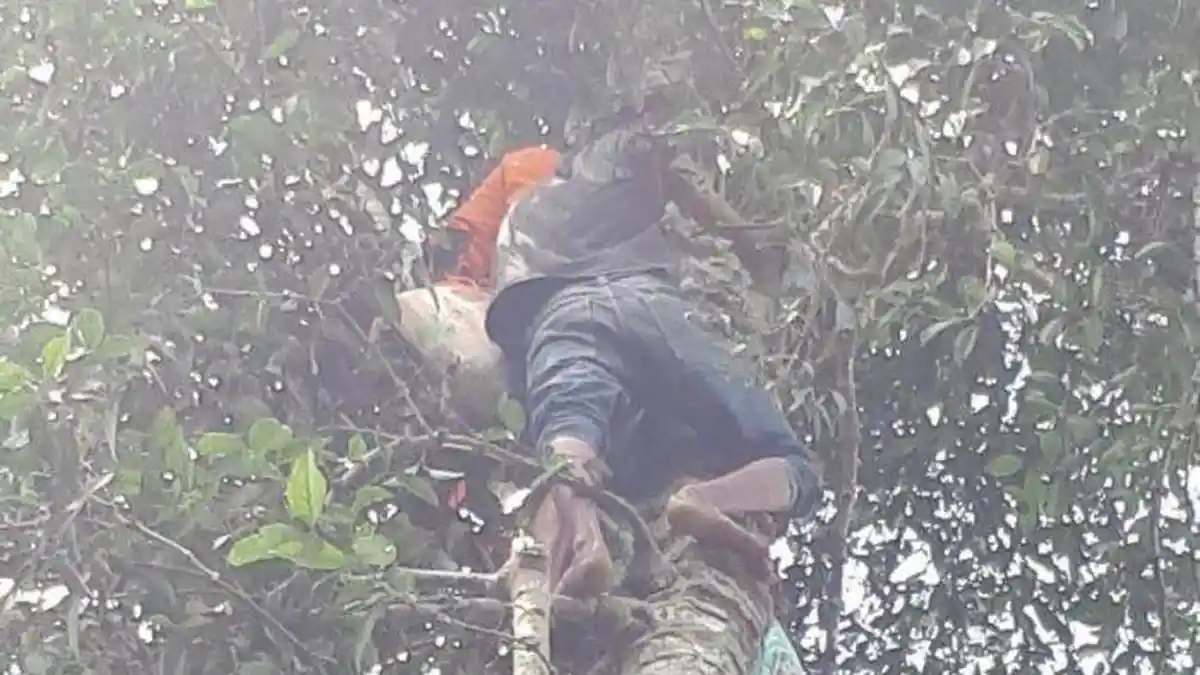 Pria Berusia 65 Tahun Lemas Saat Berada di Atas Pohon Melinjo