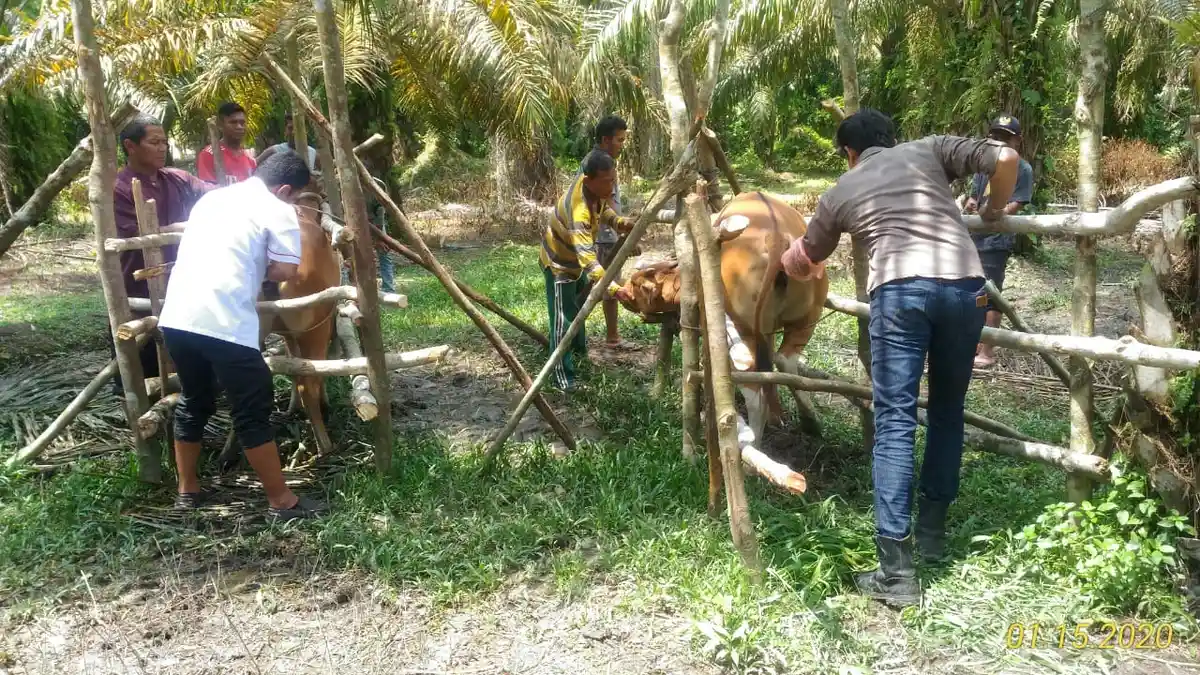 Harga Hewan Kurban Idul Adha 2020 - Kambing Mulai Rp 1 Jutaan, Sapi Rp 14 Jutaan