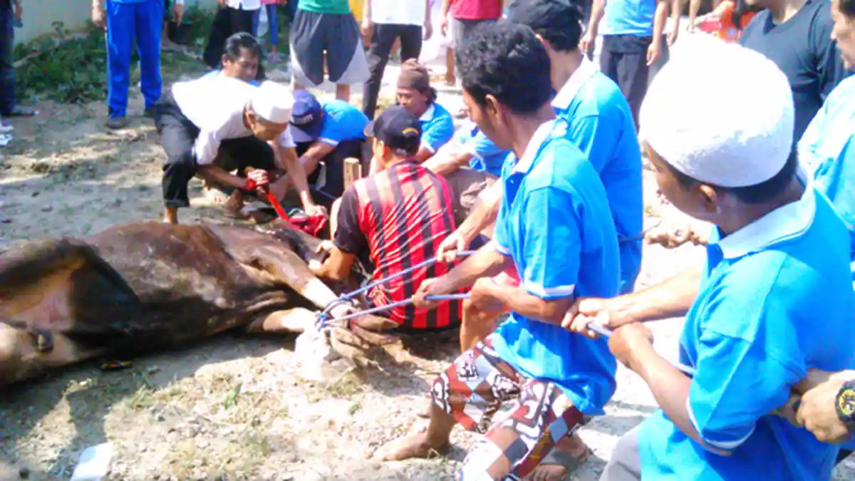Tanpa Kupon, Pembagian Daging Kurban di Sunda Kelapa Tertib