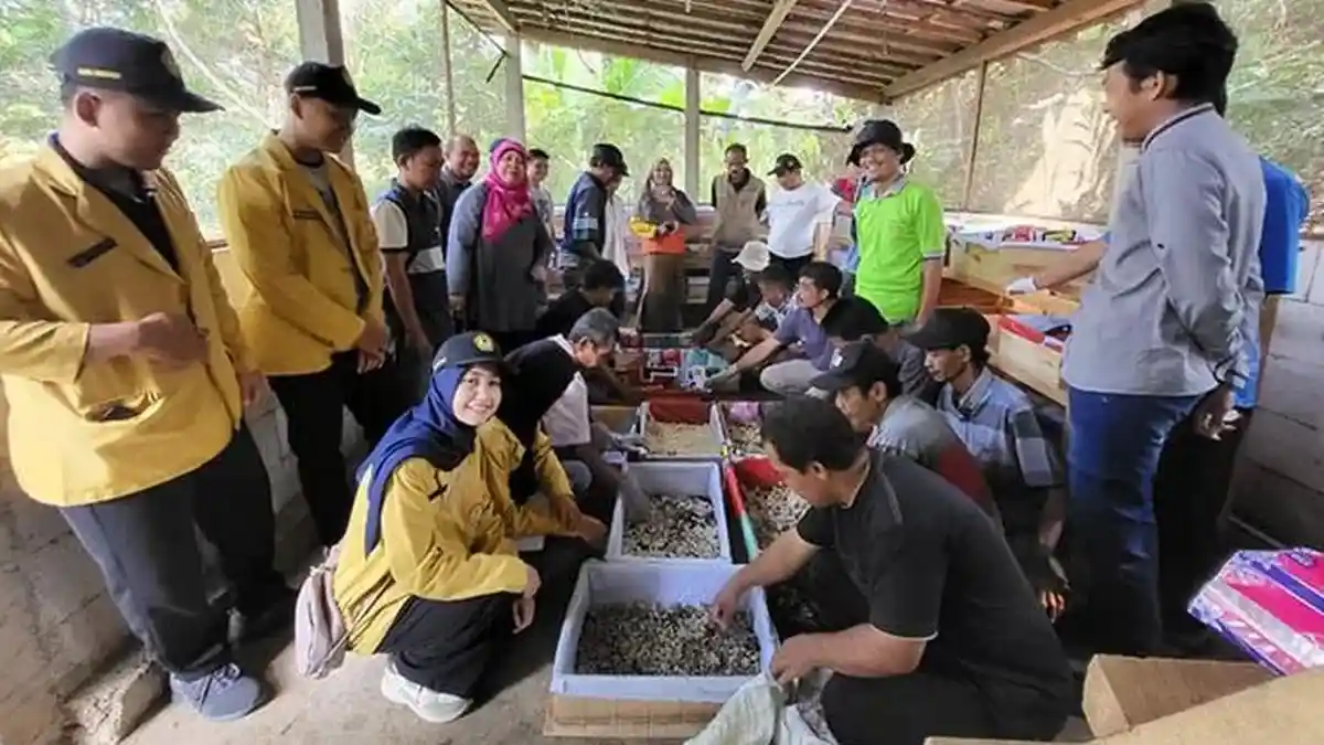 Tim KKN PMM UNSOED dan UNU Dorong Masyarakat Desa Luwung Banjarnegara Budidayakan Maggot