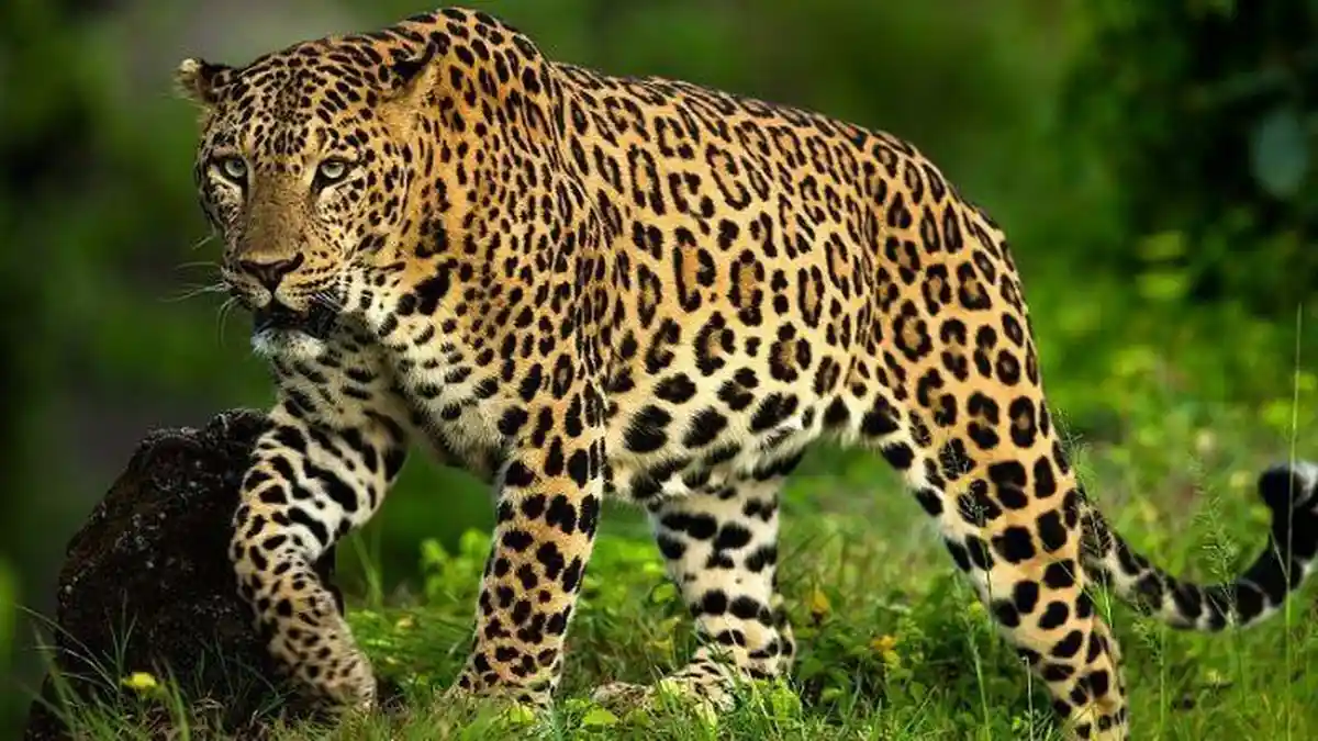 Mengenal Panthera Pardus Melas, Macan Tutul Jawa yang Terancam Punah