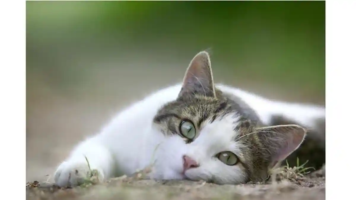 Jangan Lakukan Lagi, Ternyata Ini 5 Bahaya Membentak Kucing Peliharaan