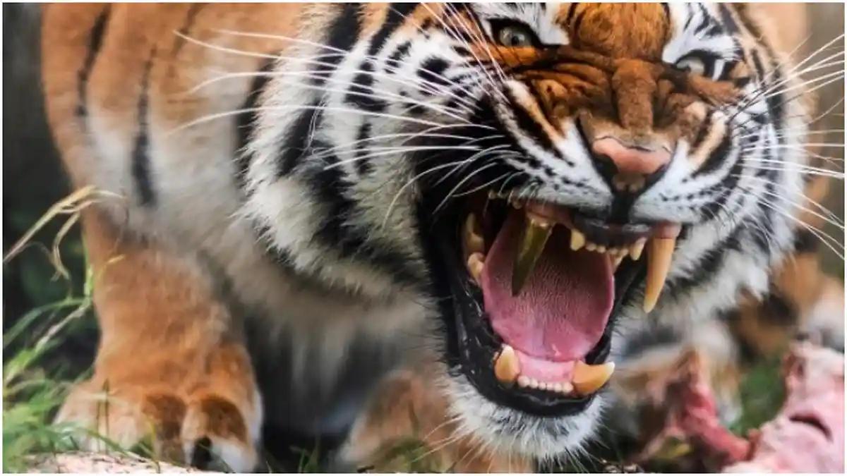 POPULER - Kisah Viral Hari Ini, Wanita Diterkam Dua Ekor Harimau yang Sudah Dirawat Sejak Bayi
