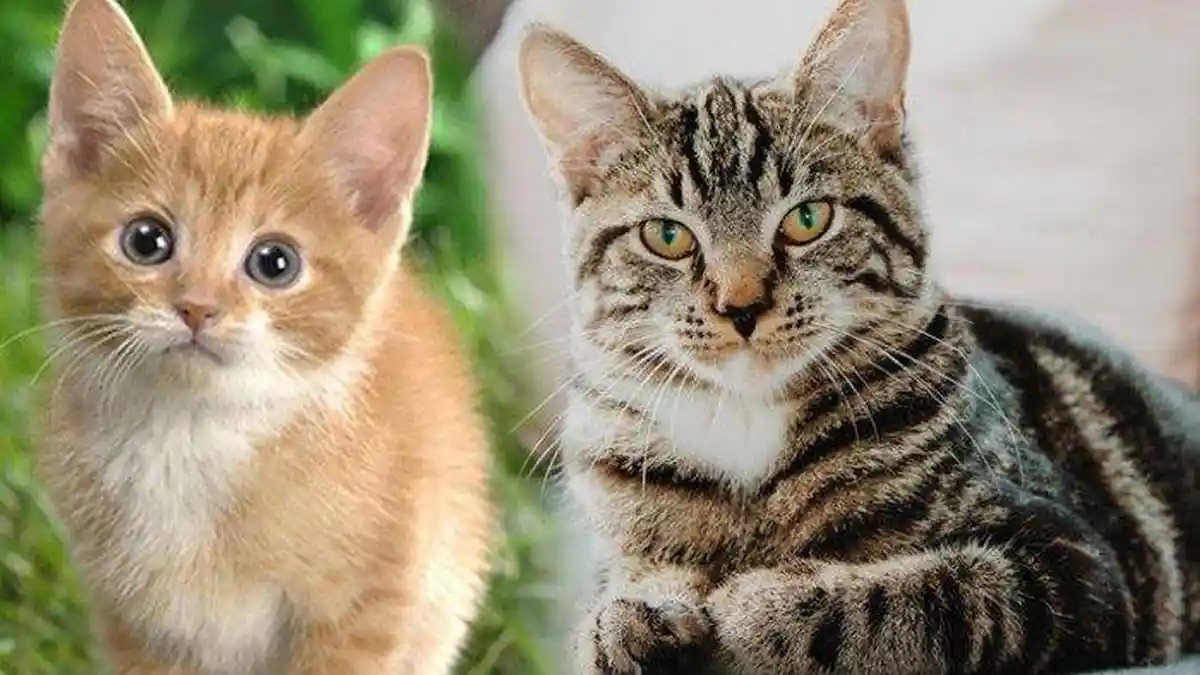 MEMELIHARA Kucing dan Lainnya Tak Sembarangan, Inilah Hak dan Kewajiban Terhadap Hewan Peliharaan