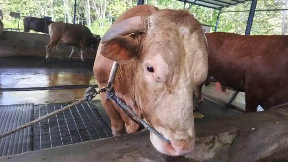 Harga Sapi Kurban di Balikpapan Anjlok, Peternak Lokal Ungkap Tertekan Sapi Luar Daerah