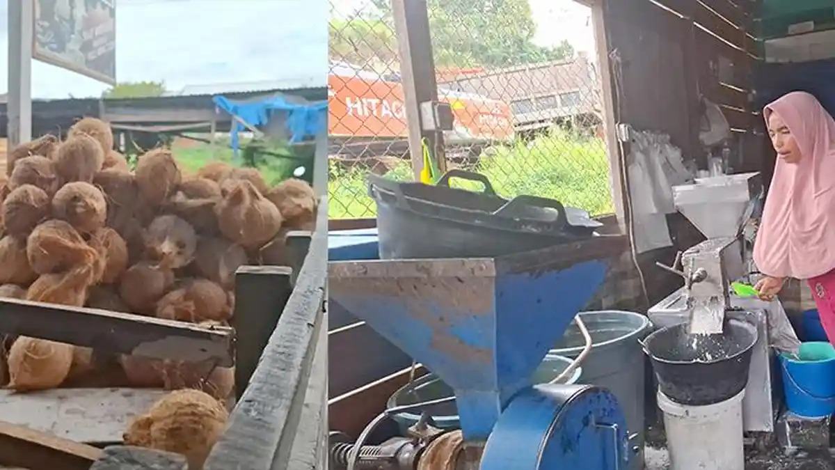 Santan Mahal di Aceh Tengah, Akibat Harga Kelapa Naik Drastis