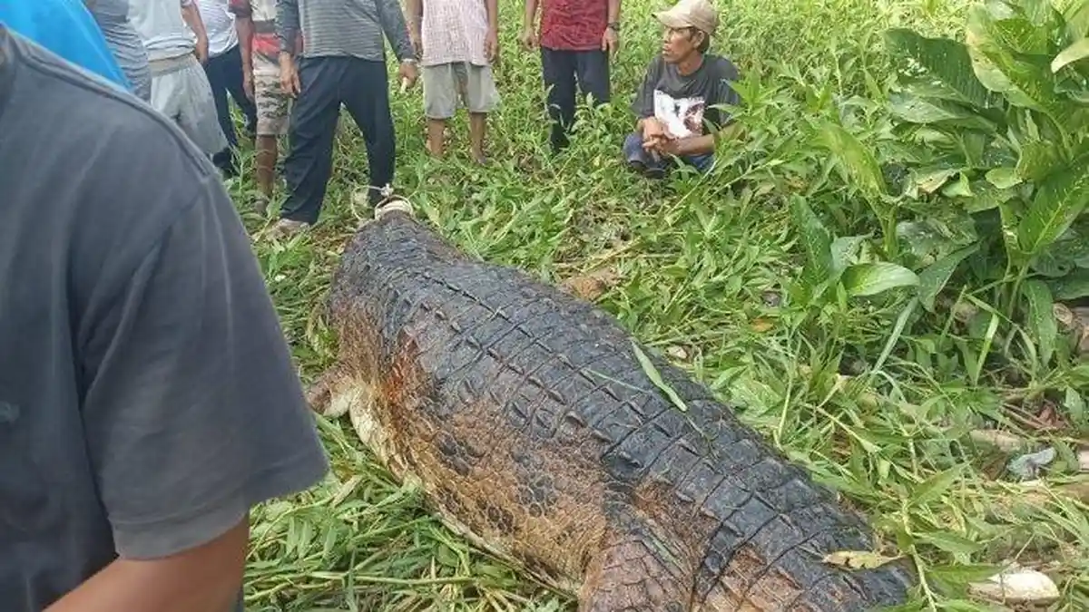 Telan Bocah 10 Tahun, Buaya Besar di Kobar Dibunuh Warga, Tapi Endingnya Kaget saat Perut Dibelah