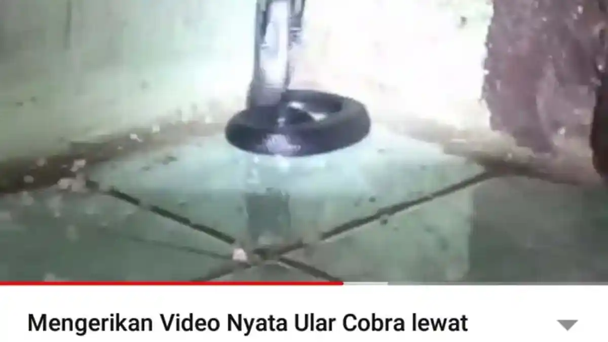 BREAKING NEWS - Warga Kampung Baru Diteror Ular Kobra, Masuk Rumah dan Mangsa Hewan Ternak