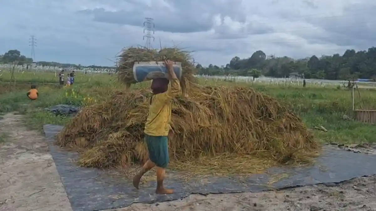 Panen Padi di Desa Namang Capai 4,2 Ton per Hektare