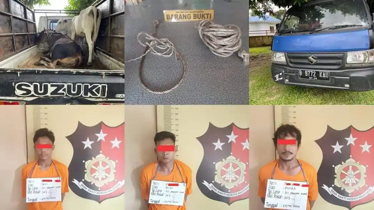 Selamatkan Peternak, Polsek Marbau Gagalkan Pencurian Sapi, 3 Pelaku Ditangkap Dua Lagi Diburu