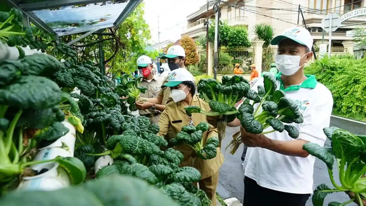 Mi Sehat Hidroponik, Inovasi dan Solusi Ketahanan Pangan di Masa Pandemi