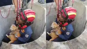 Viral-Penyelamatan-Kucing-Oren-dalam-Sumur-Berlangsung-Dramatis.jpg