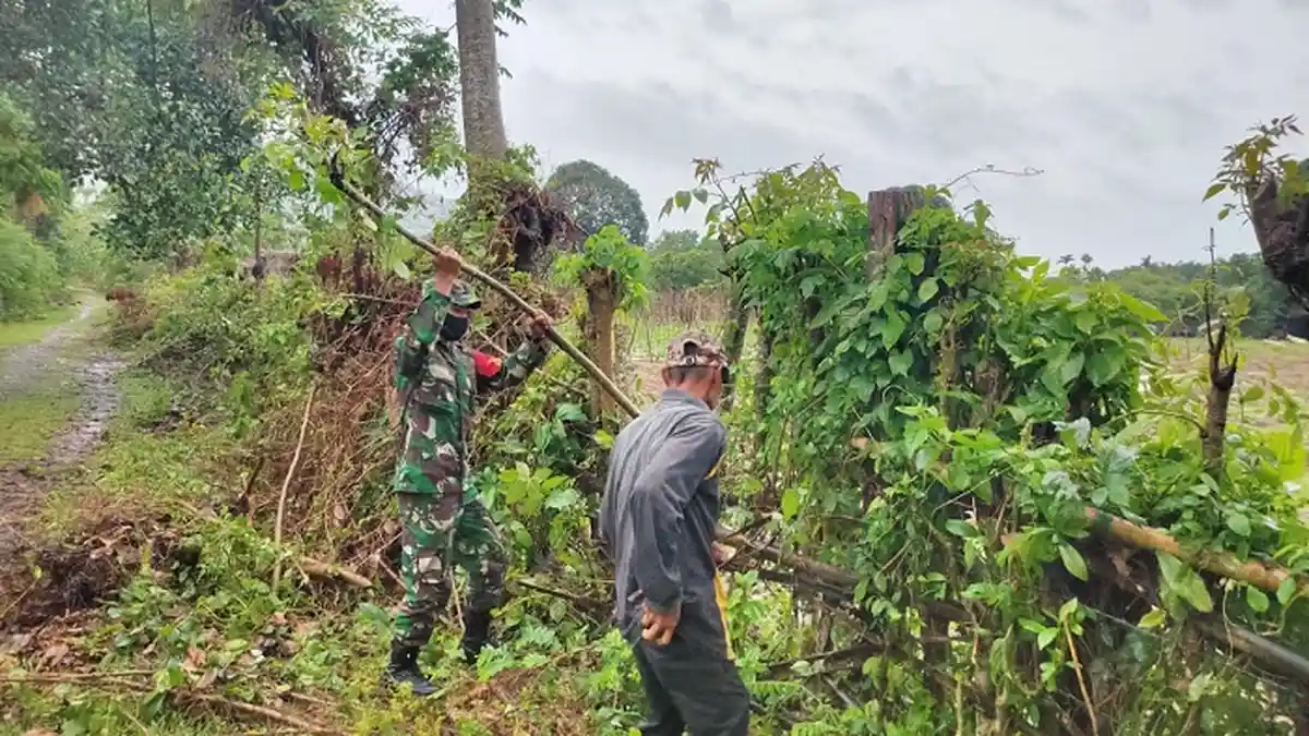 Meski Puasa, Babinsa Lamno Giat Bantu Petani
