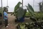Botani dan Seni Kotemporer Indonesia di Wisata Inhotim Brasil