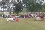 152023_karapan-sapi_.jpg