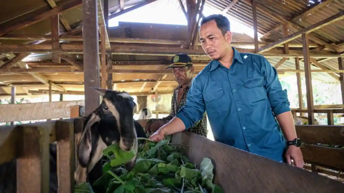 Program Kampung Kambing di Kutai Kartanegara jadi Model Pemberdayaan ...