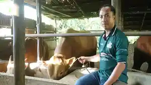 Belo-Mario-Talu-menunjukkan-sapi-limousin-miliknya-yang-akan-menjadi-bantuan-Presiden-RI.jpg