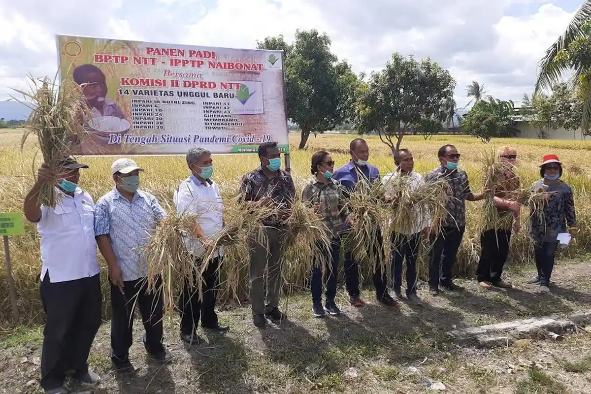 Tanggapan Kepala BPTP NTT Terkait Panen Padi IPPTP - BPTP NTT Bersama Komisi II DPRD NTT