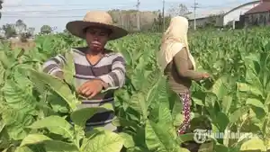 NIHIL-PENGURUSAN-IZIN-PEMBELIAN-TEMBAKAU-2025-Salah-satu-peta.jpg