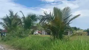 Petani-panen-padi-pakai-mesin-di-Padang-2242026.jpg