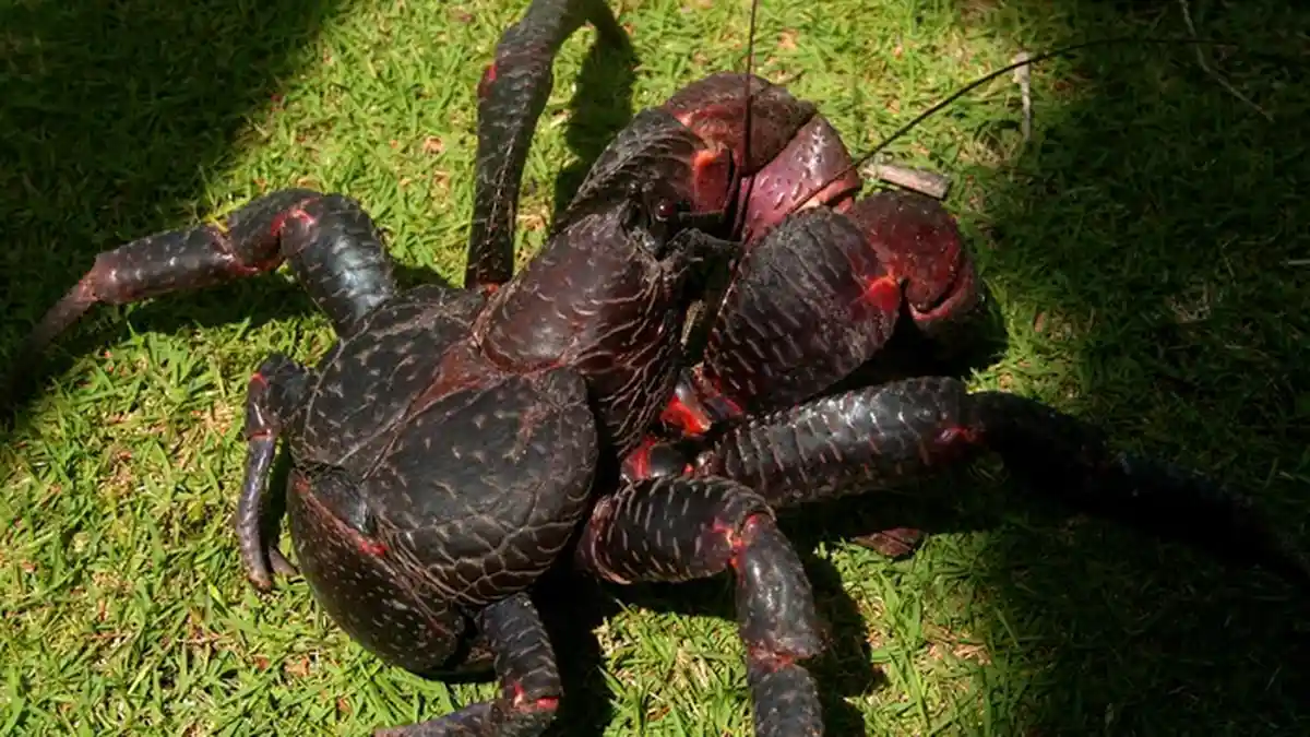 Dosen IPB Teliti Kepiting Kenari Crablet Melalui Pemberian Pakan Berkalsium