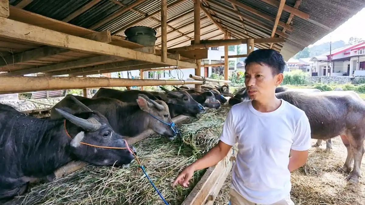 Imbas PMK, Pedagang Kerbau di Tana Toraja Mengaku Rugi Puluhan Juta