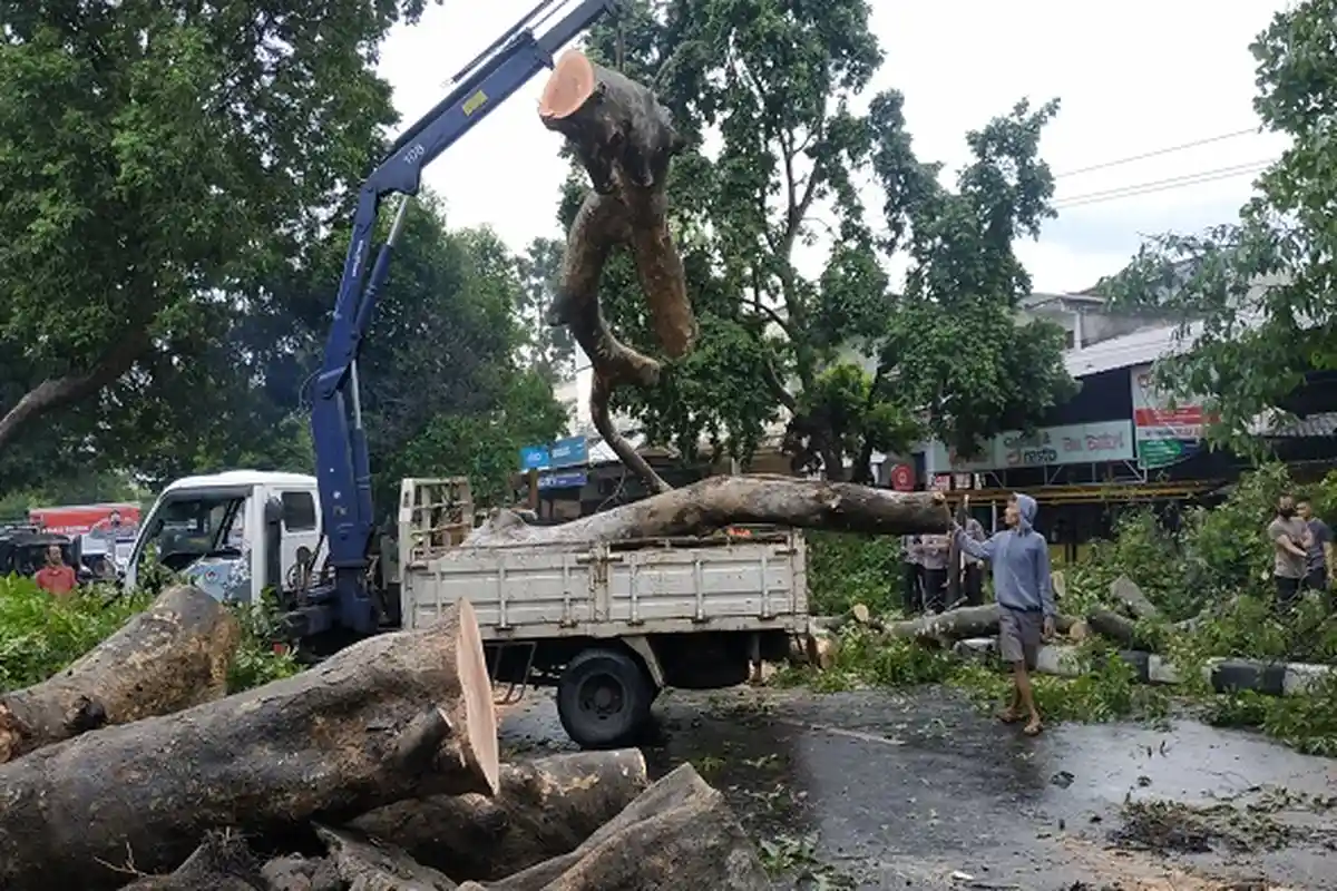 Rawan Pohon Tumbang, Warga Mataram Diimbau Lebih Waspada Saat Berkendara