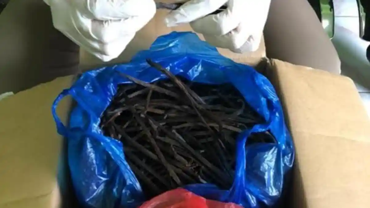 Harga Komoditas Perkebunan di Ende Minggu Ini, Vanili Kering Tertinggi