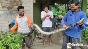 Penampakan-ular-sanca-kembang.jpg