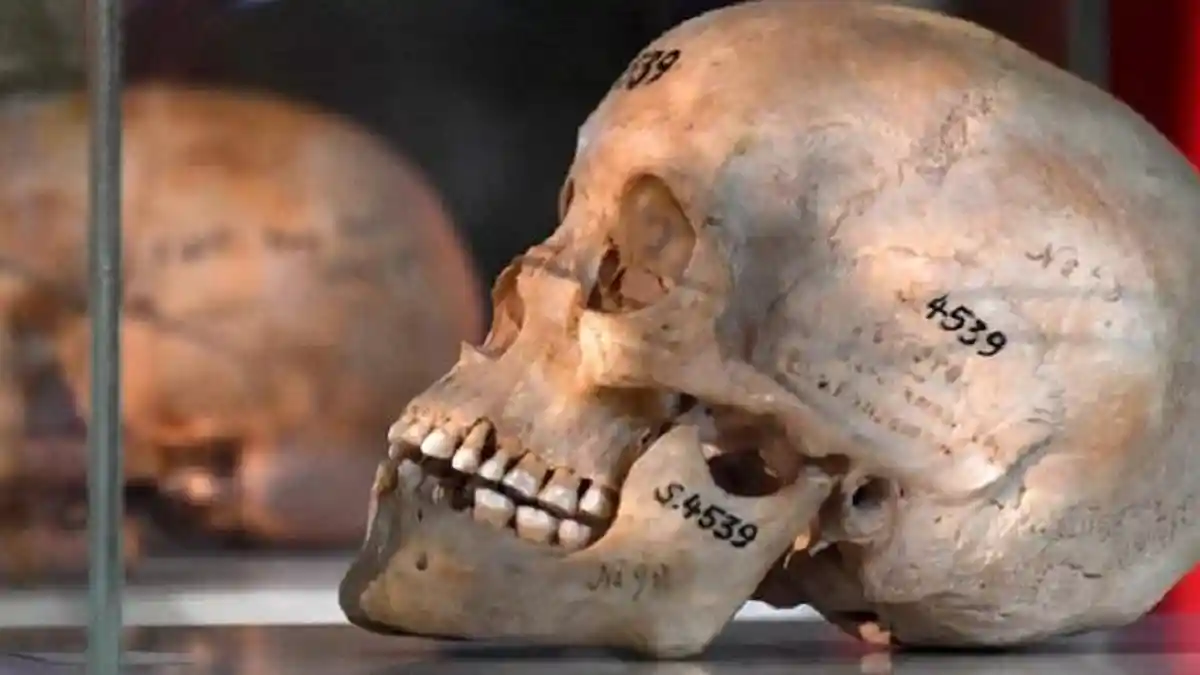 Rumah Lelang Hapus Tengkorak Arab dan Afrika Era Penjajahan Belgia dari Daftar Pelelangan