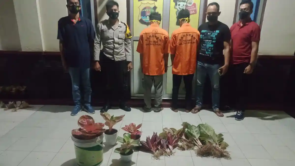 Curi Bunga Hias Aglonema, Dua Warga Batanghari Nuban Lampung Timur Dibekuk Polisi