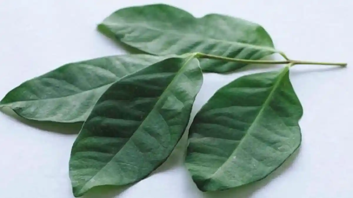 Selain Jadi Bumbu Masak, Daun Salam Berkhasiat Cegah Pertumbuhan Sel Kanker