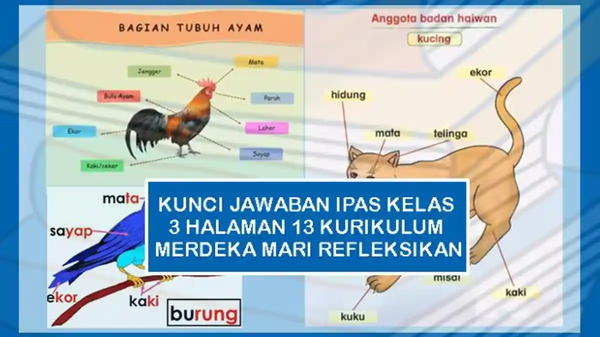 Kunci Jawaban IPAS Kelas 3 Halaman 13 Kurikulum Merdeka Mari Refleksikan