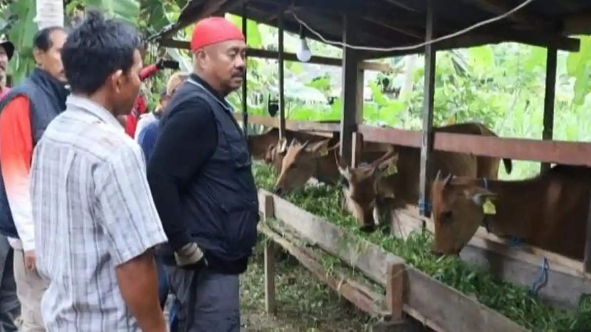 Bupati Edi Damansyah Salurkan 19 Sapi untuk Peternak di Desa Kerta Buana Kukar