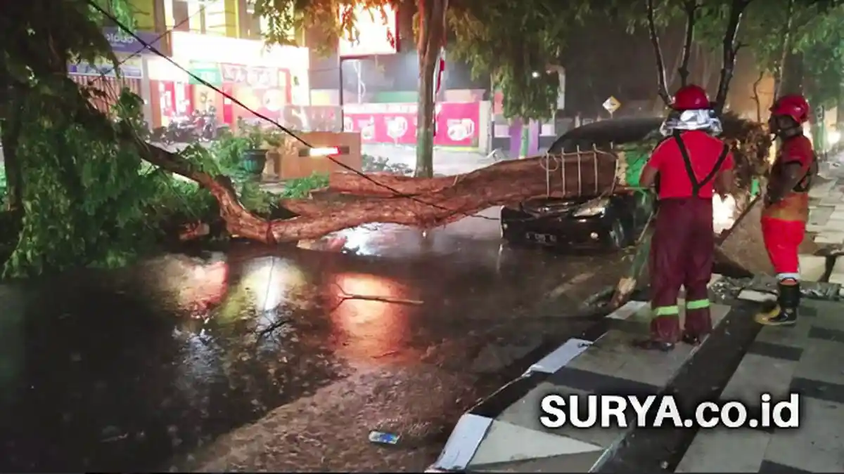 Angin Kencang Tumbangkan Pohon Besar di Jalan Basuki Rahmat, Timpa Mobil Avanza