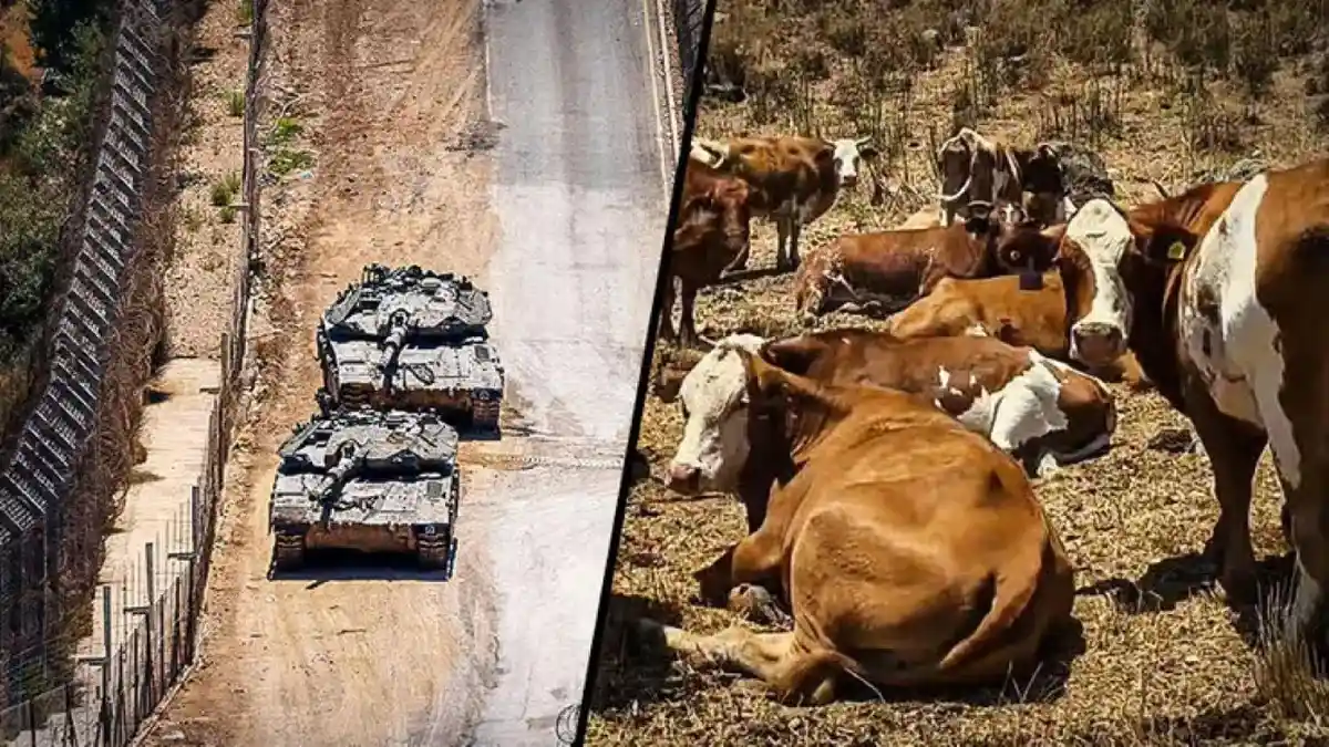 Caplok Perbatasan Dataran Tinggi Golan Suriah, Israel Pakai Pasukan Sapi Amankan Wilayah - Tribunnews.com