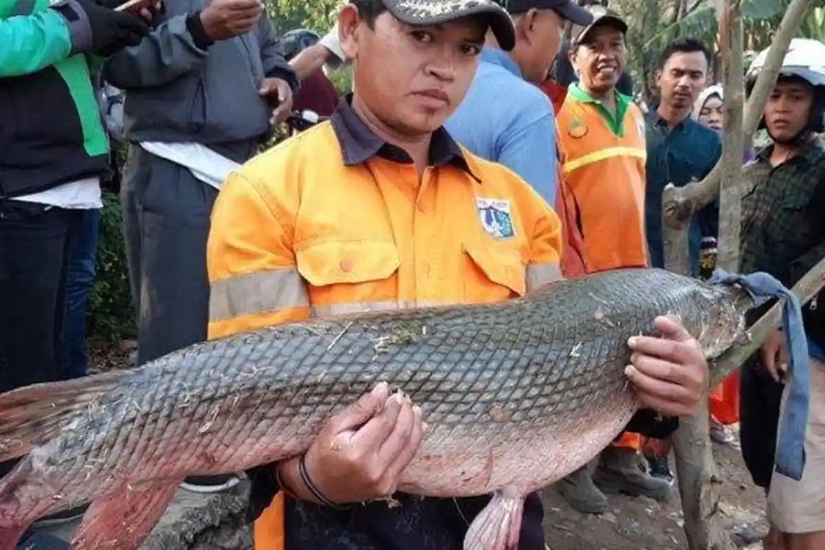 Heboh, Ada Ikan Berbahaya Asli Sungai Amazon Dekat Pemukiman Warga