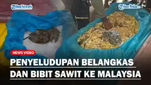 Bea-Cukai-Teluk-Nibung-Amankan-Penyeludupan-Belangkas-dan-Bibit-Sawit-ke-Malaysiagg.jpg