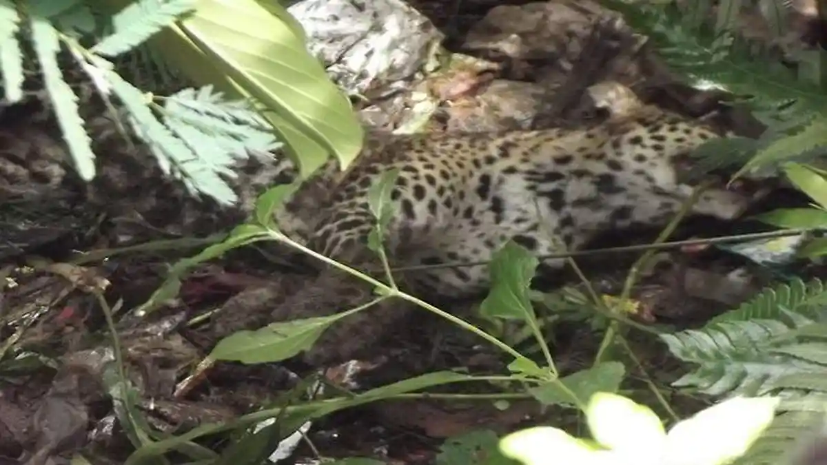 Di Ciamis, Macan Tutul Terjerat Tali di Dekat Kandang Domba Milik Warga