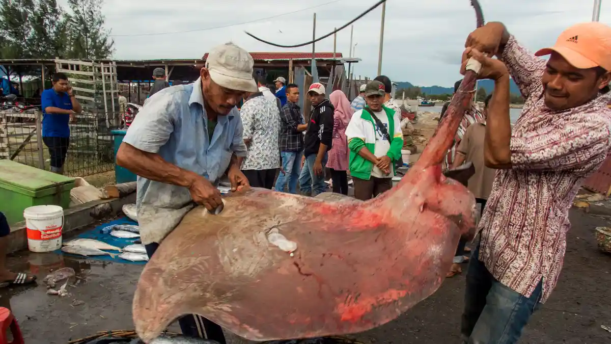 Konsumsi Ikan Nasional Tembus 13 Juta Ton per Tahun