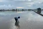 Desa BRILiaN Serdang Bangka Selatan, Dari Sawah dan UMKM Terasi, Warga Akrab dengan Digitalisasi BRI